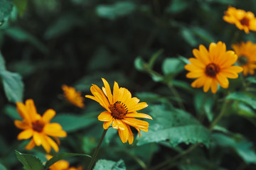 Group of colorful juicy yellow flower with orange center and vivid pleasant pure petals. Flowering jerusalem artichoke in macro. Many helianthus tuberosus close-up. Beautiful flowers of topinambur.