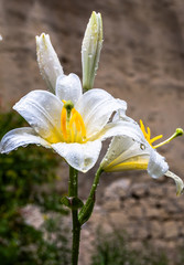 A white lily flower after rain with water drops on petals