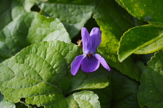 Close-up of a Viola Odorata, Sweet Violet, Wood Violet, Sicily