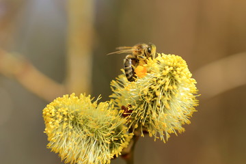 Biene im Blütenstaub der Kätzchenweide