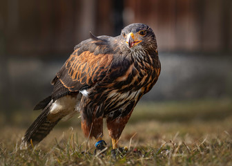 Wüstenbussard