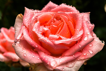 A pink rose with water drops on petals isolated