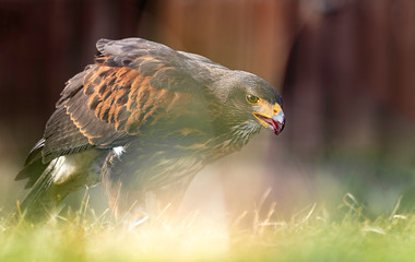 Wüstenbussard