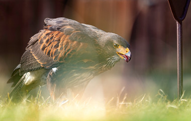 Wüstenbussard