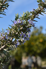 Close-up of Rosemary Flowers, Macro Nature