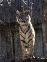 Sumatran Tiger, Panthera tigris sumatrae, closely watches the surroundings