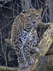 Persian Leopard male, Panthera pardus saxicolor, sitting on a branch