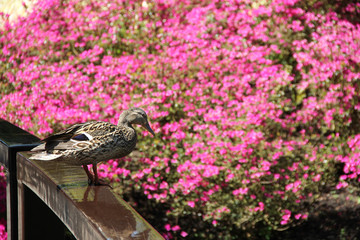 Bird duck on wooden rail bridge under sunlight. Big beautiful pink bush. Spring time in Keukenhof flower garden, Netherlands, Holland