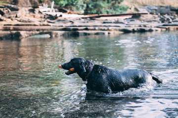 dog in the water