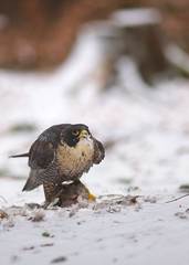 View of a peregrine falcon standing on the snow in the winter forest with its prey