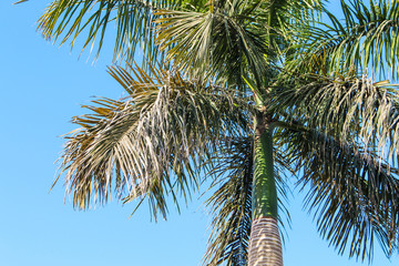 Fototapeta premium Close up of palm tree in blue sky background