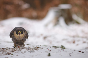 View of a peregrine falcon standing on the snow in the winter forest with its prey