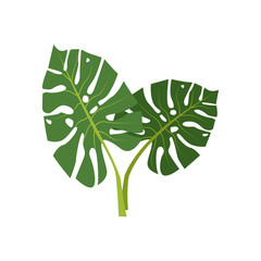 Exotic monstera illustration. Nature, flora, summer. Nature plants concept. Vector illustration can be used for topics like jungle, nature, botany