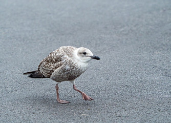Herring Gull Juvenile