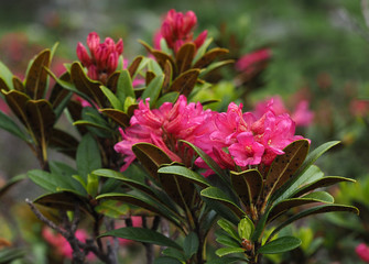 Rostblättrige Alpenrose, Nahaufnahme