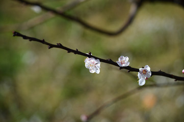 Close-up of White Apricot Blossom, Nature, Macro