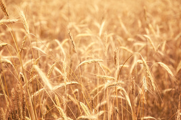 Sunny golden wheat field, ears of wheat close up background