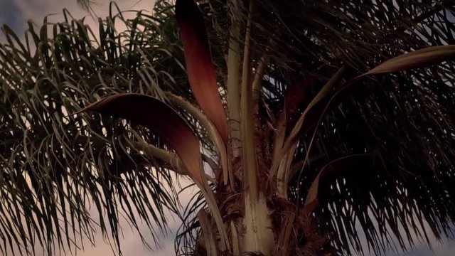 Palm trees in wind 1080p 120fps.