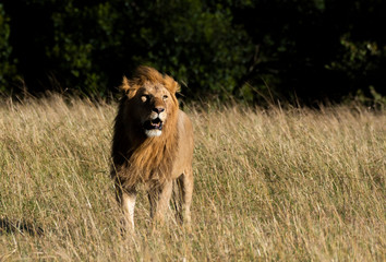 A lone male lion relaxing in the high grasses of Masai Mara National Reserve during a wildlife safari