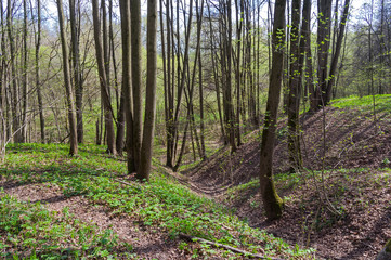A small ravine in the spring forest.