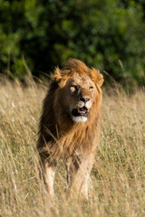 A lone male lion relaxing in the high grasses of Masai Mara National Reserve during a wildlife safari
