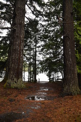 Washington, U.S.A. October 19, 2017. Olympic National Park Moments in Time Trail.  Peaceful footpath through moss-covered pine trees, ferns, stumps, and rich autumn colors alongside Lake Crescent.