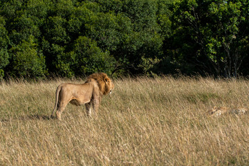 Fototapeta na wymiar A lone male lion relaxing in the high grasses of Masai Mara National Reserve during a wildlife safari