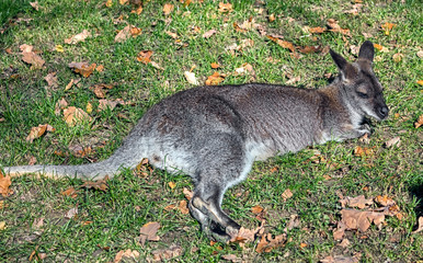 Young Bennett's wallaby. Latin name - Macropus rufogriseus	