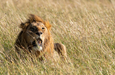 A lone male lion relaxing in the high grasses of Masai Mara National Reserve during a wildlife safari