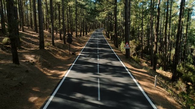 Aerial drone footage of camera fly over beautiful secluded and empty sunset filled pine forest road. National park exploration and travel destination for tourism and wanderlust inspiration