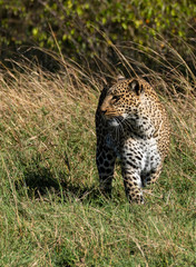 A female leopard emerging out of the bushes inside Masai Mara National Reserve during a wildlife safari