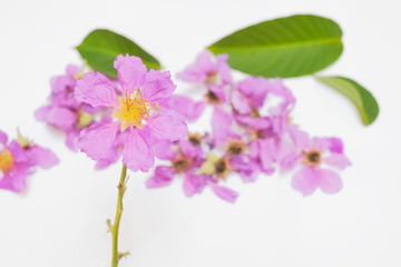Naklejka na ściany i meble Beautiful Queen's Flower or Inthanin flower in Thailand blossom on white background, other names Queen's crape myrtle, Pride of India, Jarul, Pyinma, Lagerstroemia speciosa (L.) Pers.