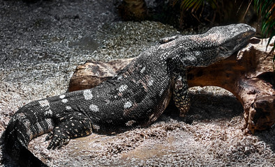 Black-throated monitor. Latin name - Varanus albigularis ionidesi	