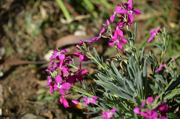Close-up of Matthiola Incana Flowers. Purple Hoary Stock, Tenweeks Stock, Violaciocca