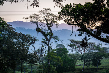 Dawn in tropical woodland, Chiapas, Mexico
