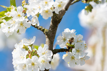 Apple three flowers with a blue sky and bee