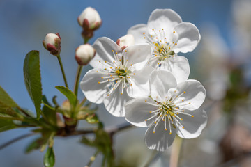 Obraz premium Apple three flowers with a blue sky and bee