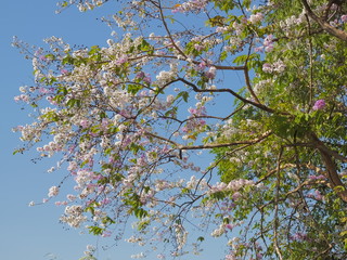 Beautiful Queen's Flower or Inthanin flower in Thailand blossom on tree branches, other names Queen's crape myrtle, Pride of India, Jarul, Pyinma, Lagerstroemia speciosa (L.) Pers.