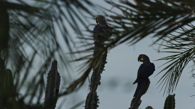 Endangered species Lear's macaws sitting on cactus of Caatinga Brazil
