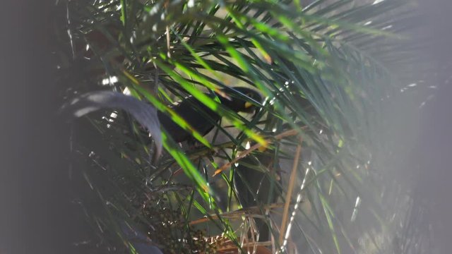 Lear's macaws eating and drinking from licuri palm tree nuts