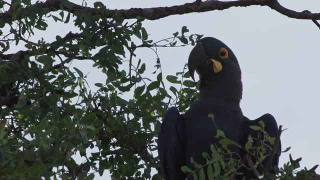 Lear macaw resting on tree of Caatinga Brazil Closeup