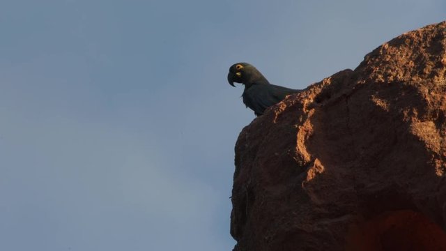 Young lear macaw (just left nest) resting on top of sandstone cliff in Caatinga Brazil