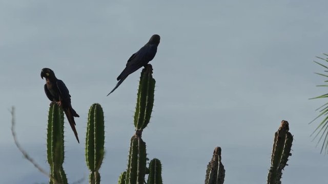 Adults couple of Lear's macaw sitting on cactus of caatinga Brazil