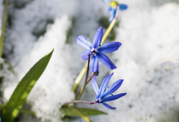 Blue spring snowdrop under the snow