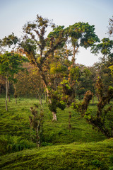 Dawn in tropical woodland, Chiapas, Mexico