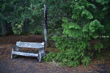 Washington, U.S.A. October 19, 2017. Olympic National Park Moments in Time Trail.  Peaceful footpath through moss-covered pine trees, ferns, stumps, and rich autumn colors alongside Lake Crescent.