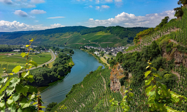 Die Mosel bei &Uuml;rzig an der Mittelmosel in Rheinland-Pfalz, Deutschland 