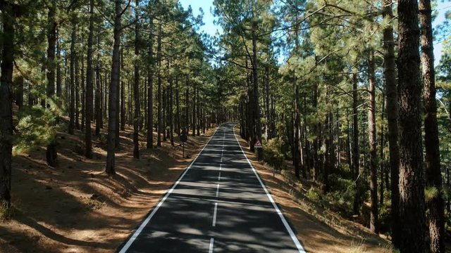 Aerial drone footage of camera fly over beautiful secluded and empty sunset filled pine forest road. National park exploration and travel destination for tourism and wanderlust inspiration