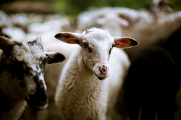 Herd of goats and sheep 