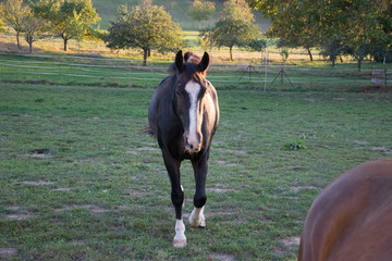 stallion on meadow